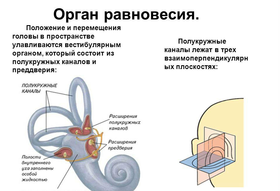 Ухо внутреннее полукружные каналы и схема егэ