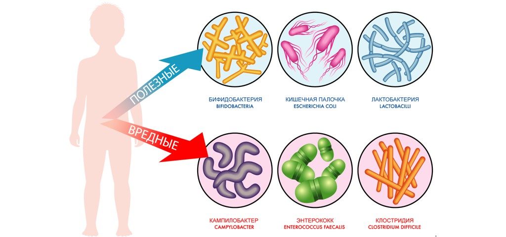 Полезные и вредные организмы. Микрофлора кишечника новорожденного. Микробиота кишечника новорожденного. Полезные бактерии для детей. Полезные бактерии микрофлоры.