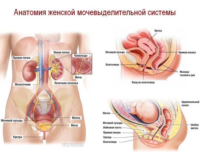 Уретра это у женщин где находится схема