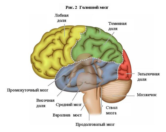 Головной мозг картинка с подписями