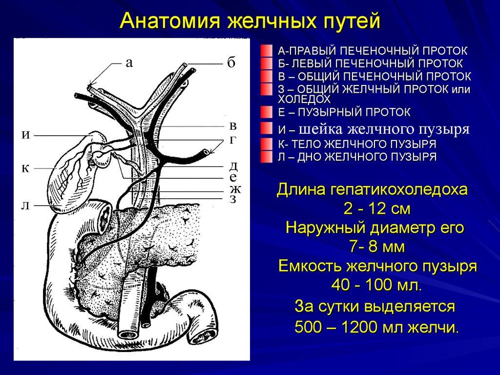 Схема желчных путей