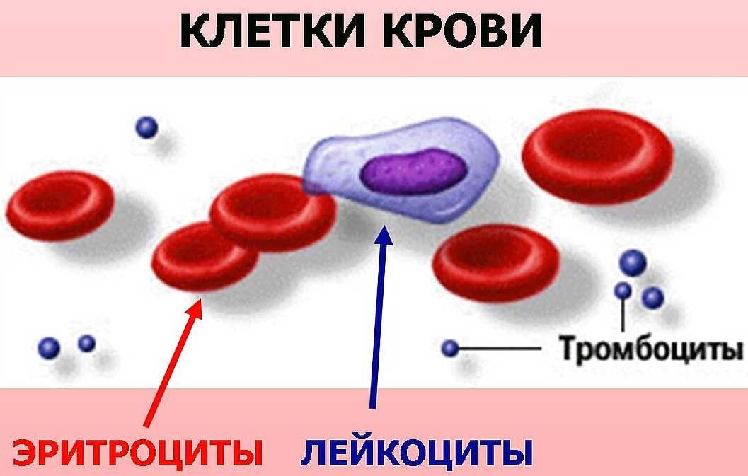 Рисунок лейкоцита человека