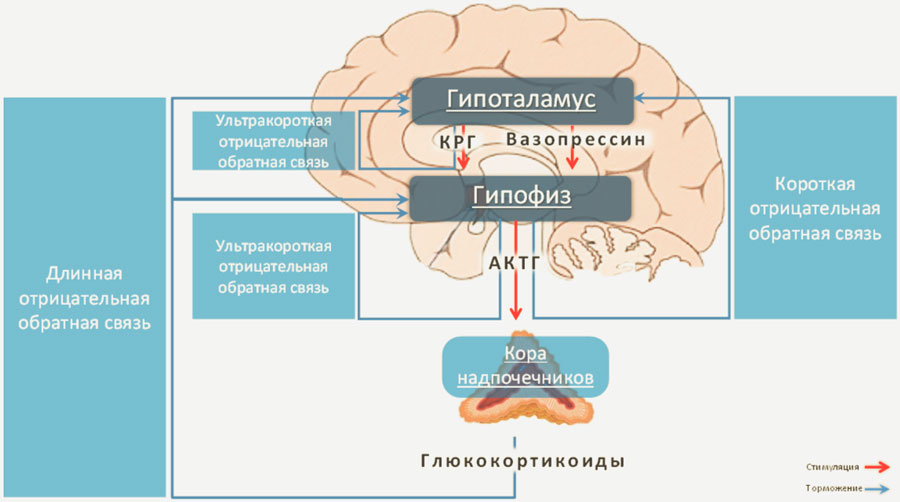 Гормоны вырабатываемые мозгом. Схема работы системы гипоталамус гипофиз надпочечники. Ось гипоталамус – гипофиз - гормоны коры надпочечников.