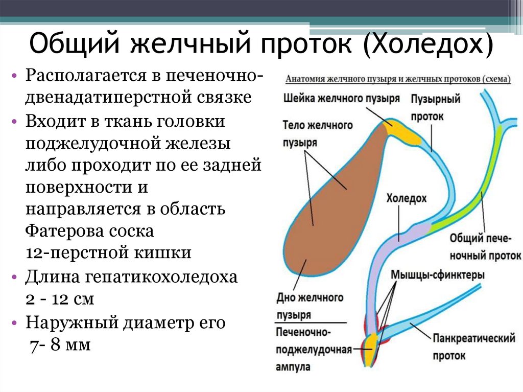 Желчные протоки где расположены картинки