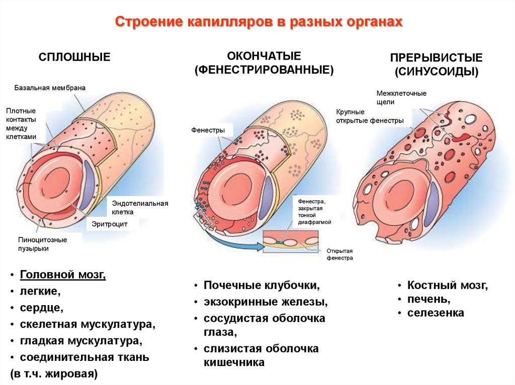 План строения кровеносных сосудов