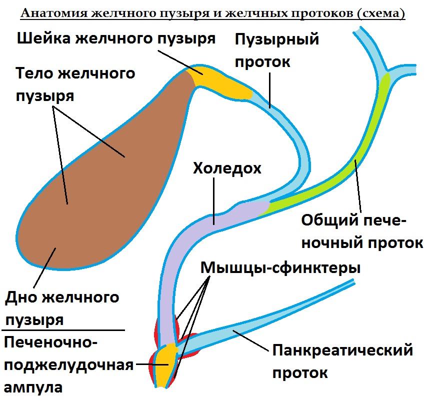 Желчный пузырь анатомия схема - 83 фото