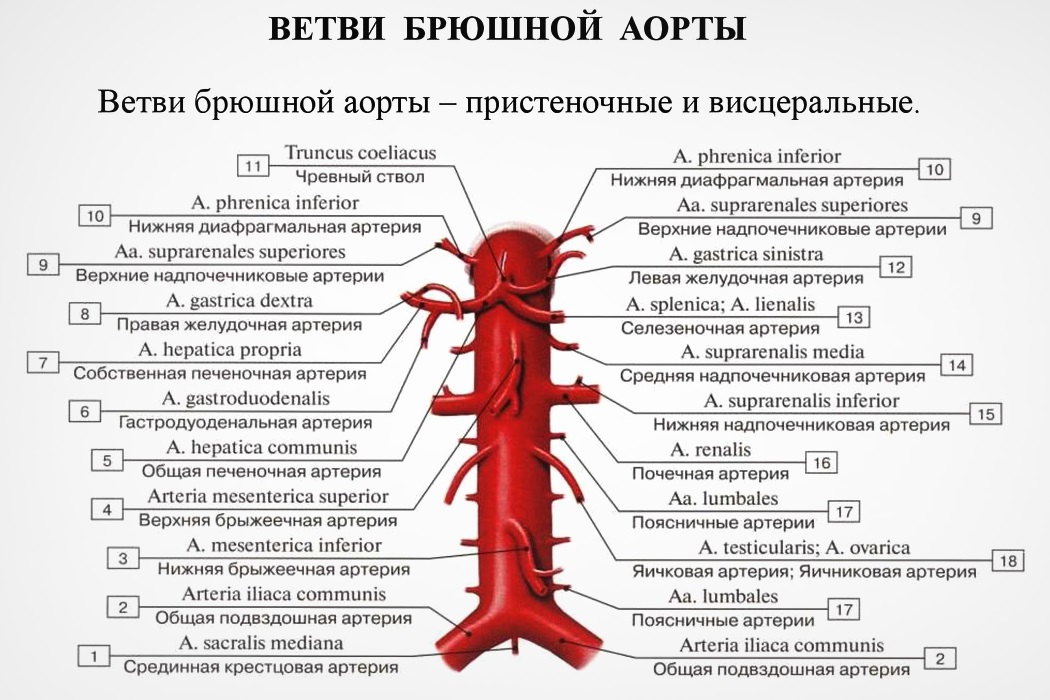 Схема артерий аорты